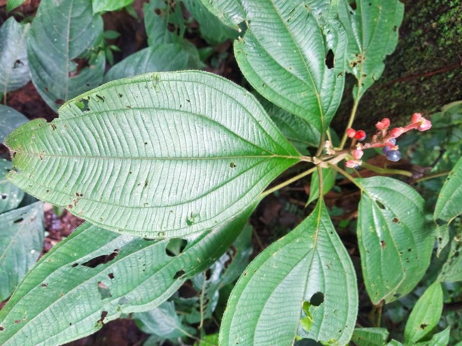Leandra grandifolia — related species from the same genus