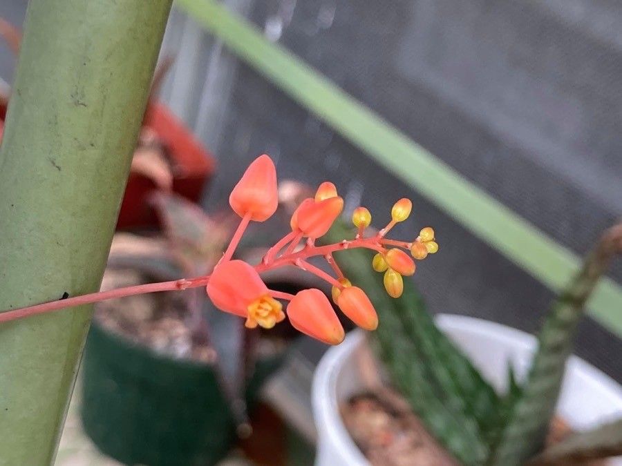 Aloe descoingsii flower