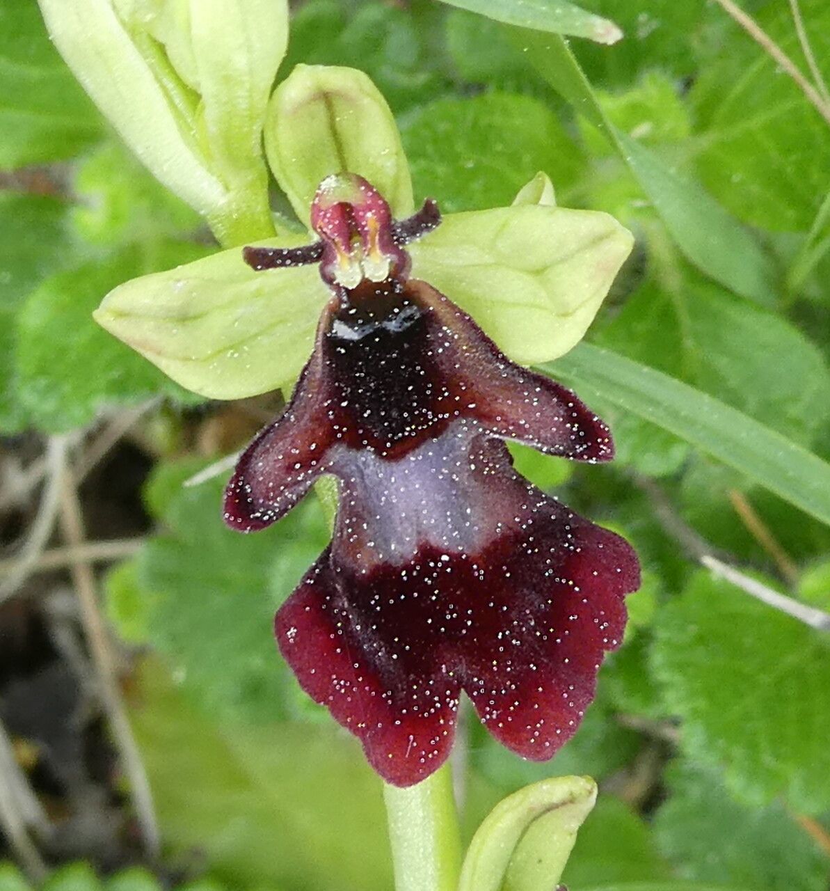 Ophrys insectifera flower