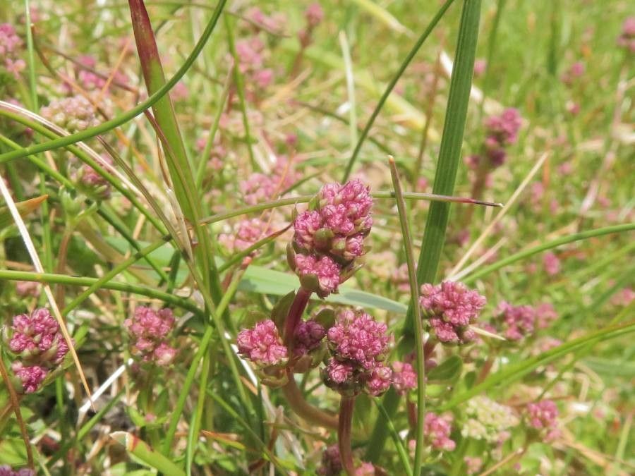 Galium saxatile fruit