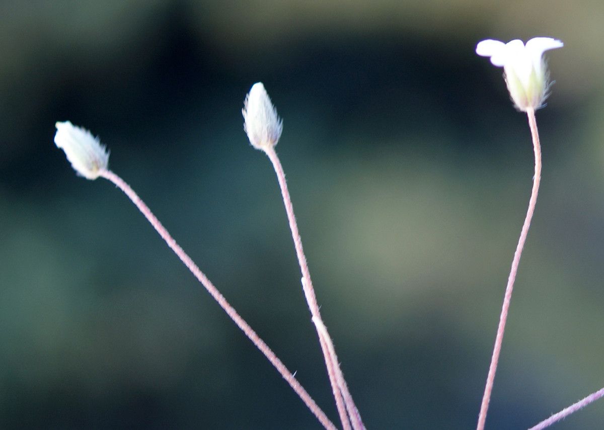 Cerastium scaposum flower
