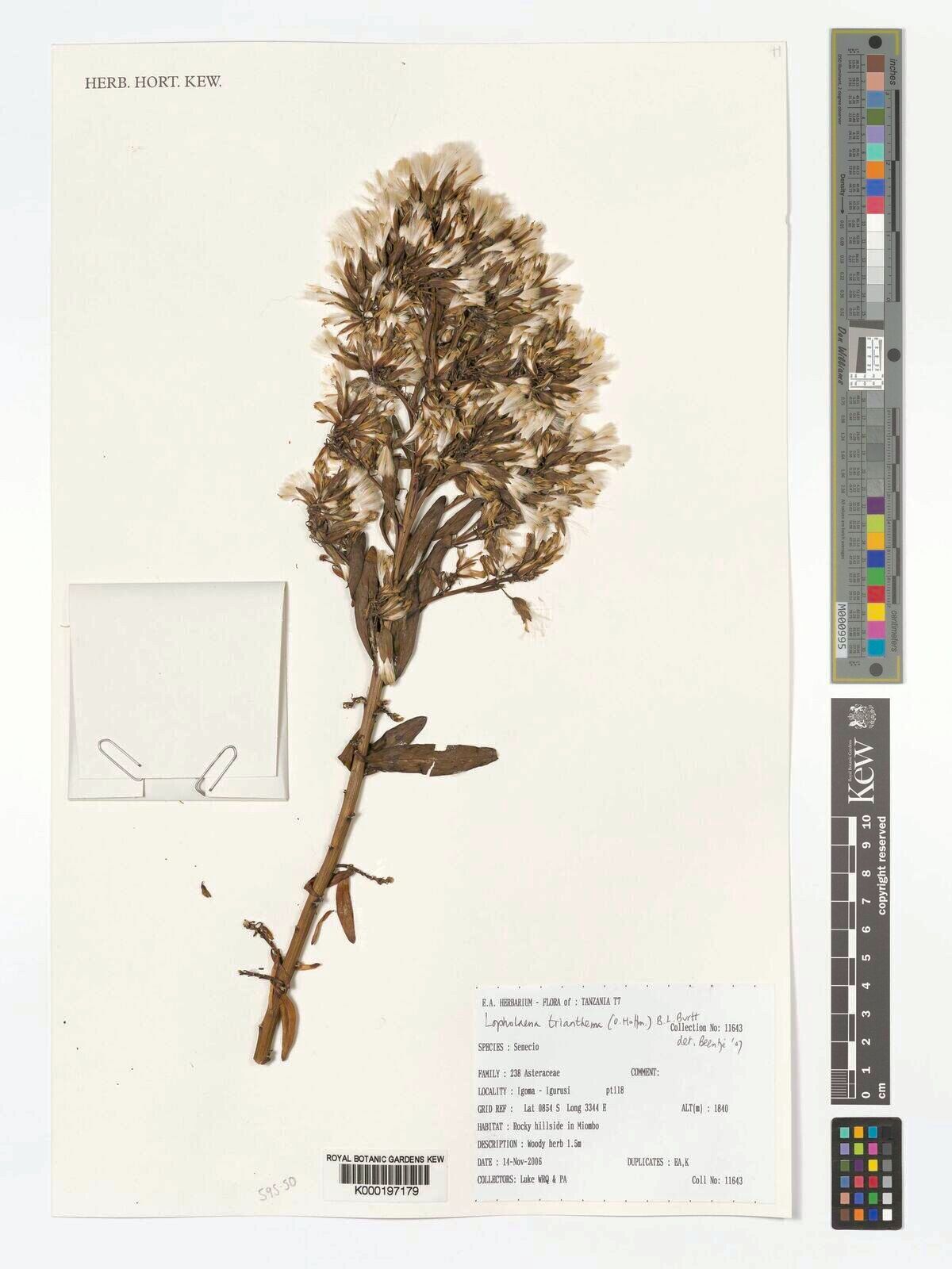 Lopholaena trianthema — houseplant care guide