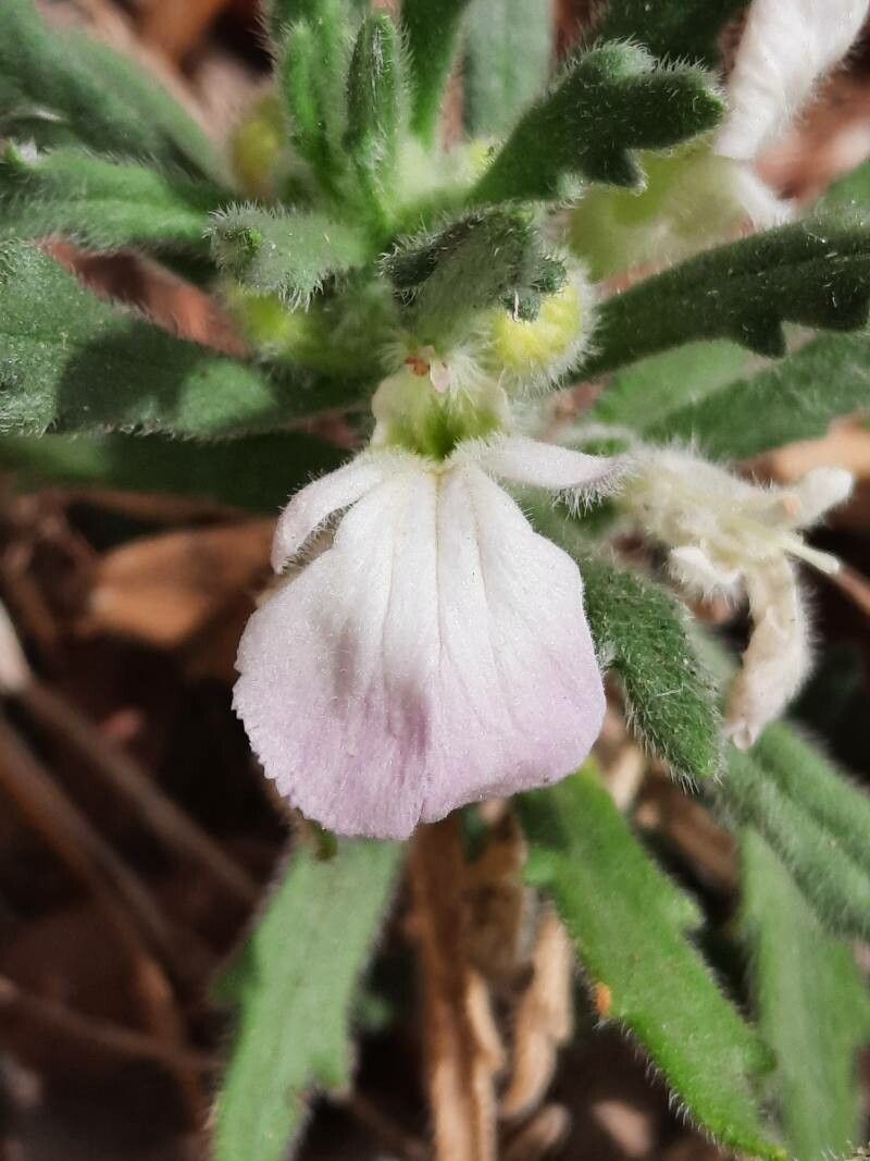 Ajuga iva flower
