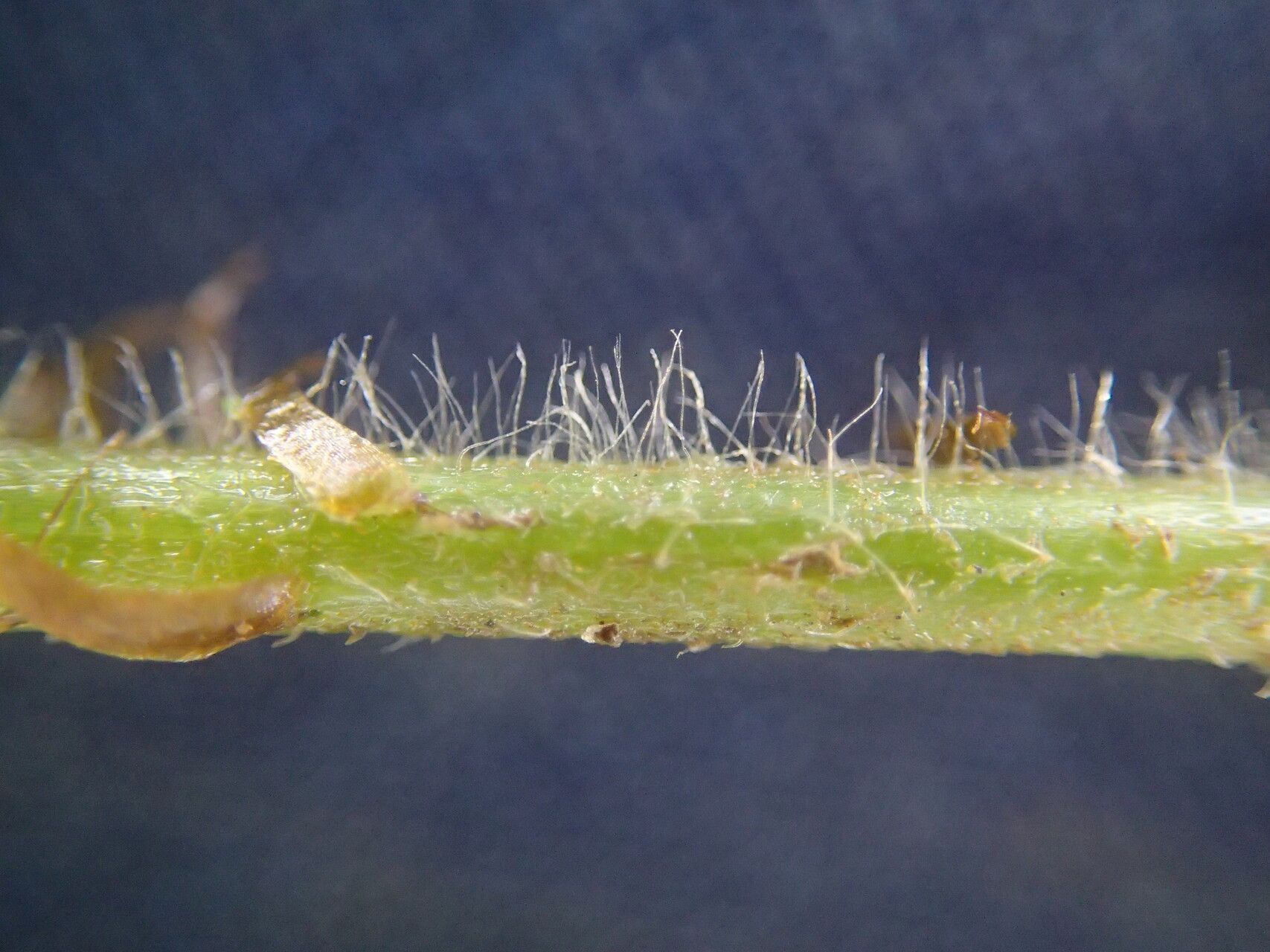 Parapolystichum barterianum other