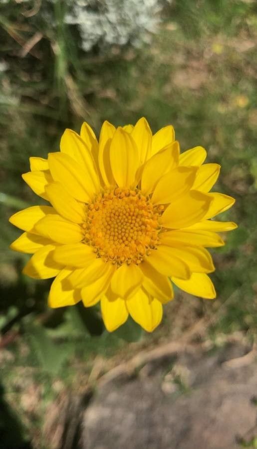 Grindelia orientalis — houseplant care guide