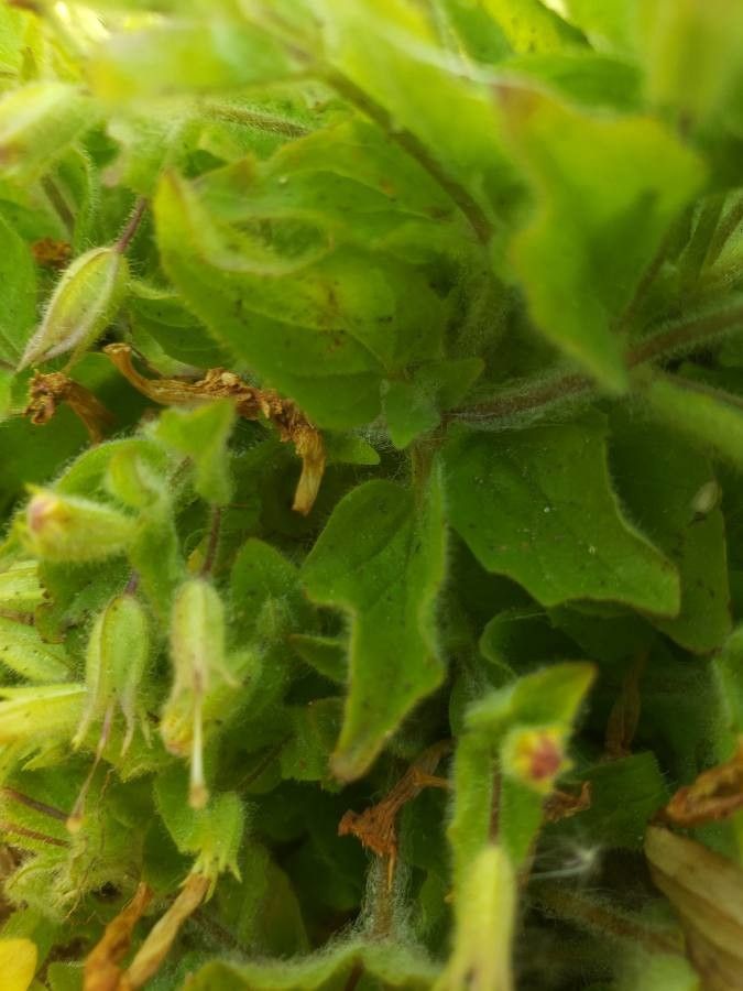 Erythranthe floribunda — houseplant care guide