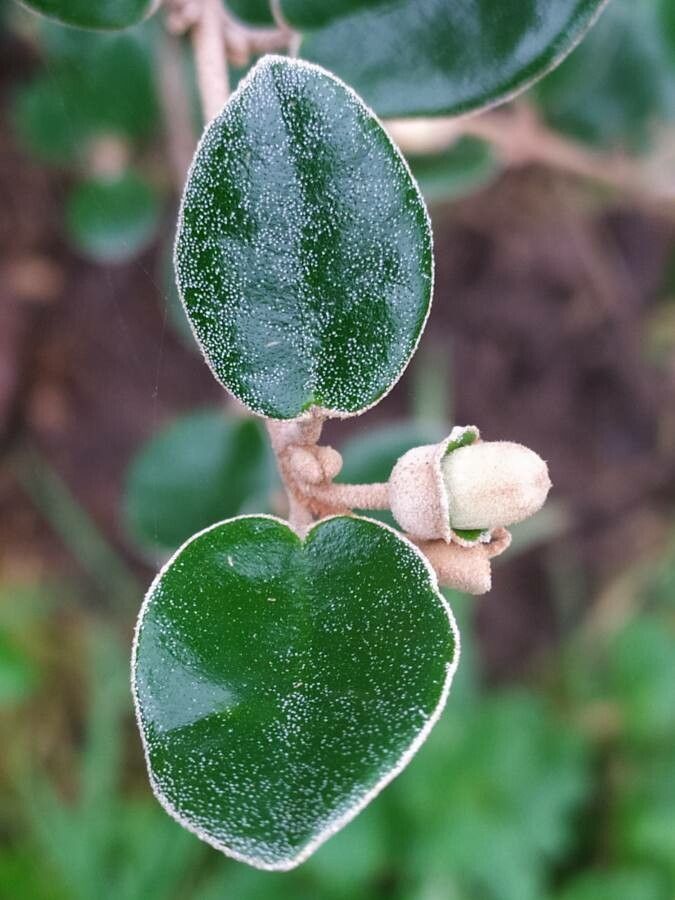 Correa backhouseana leaf