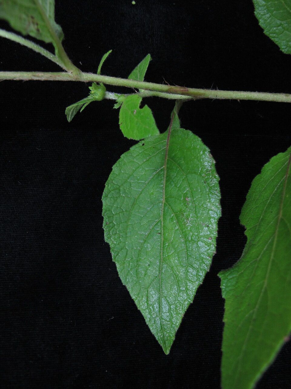 Carpesium nepalense habit