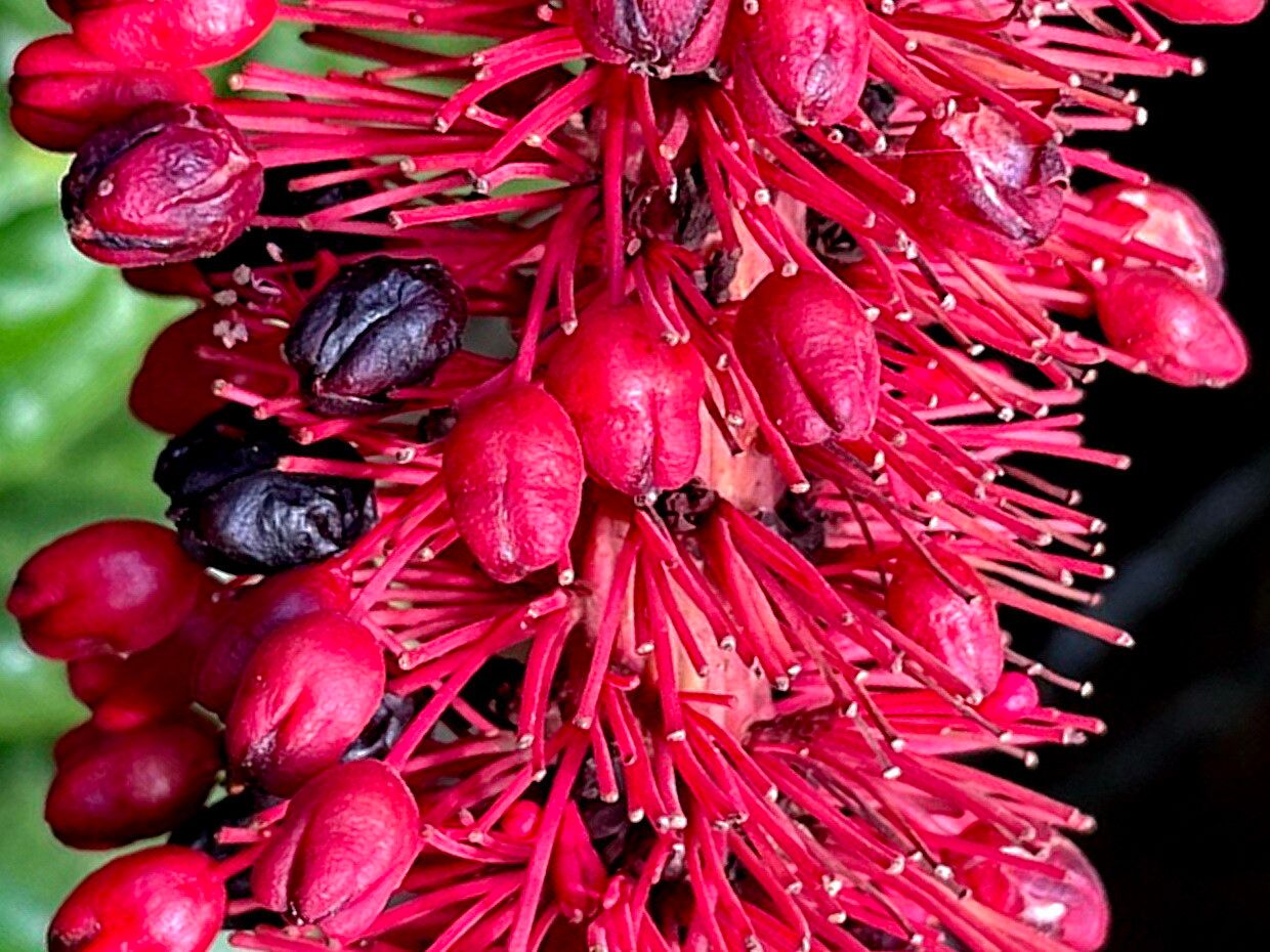 Coccoloba rugosa — houseplant care guide