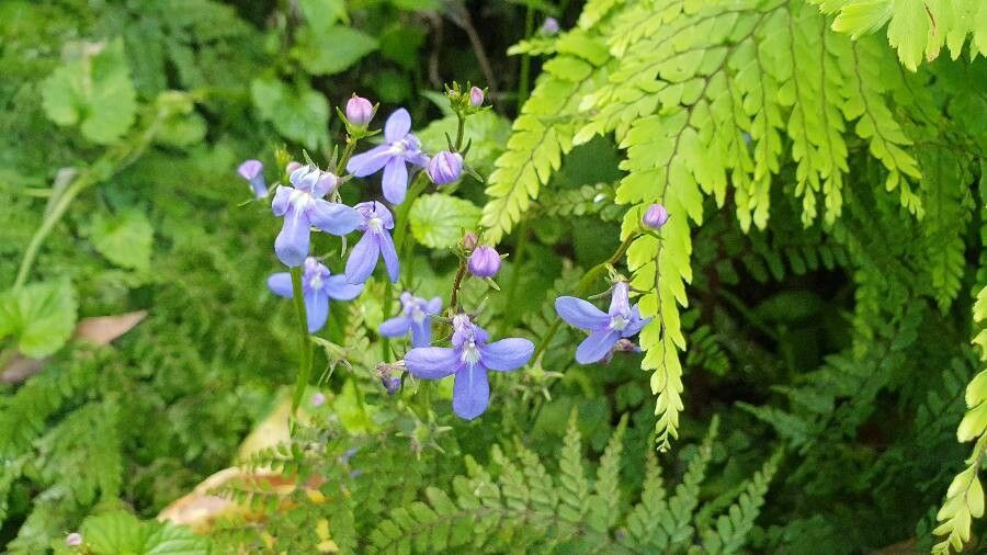 Lobelia trigonocaulis — houseplant care guide