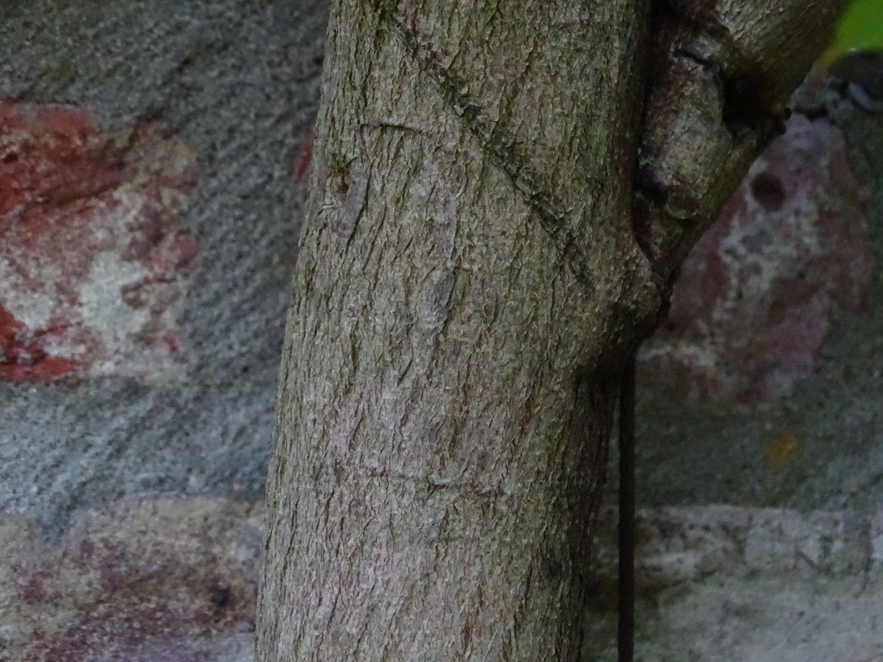 Wisteria × valderi bark