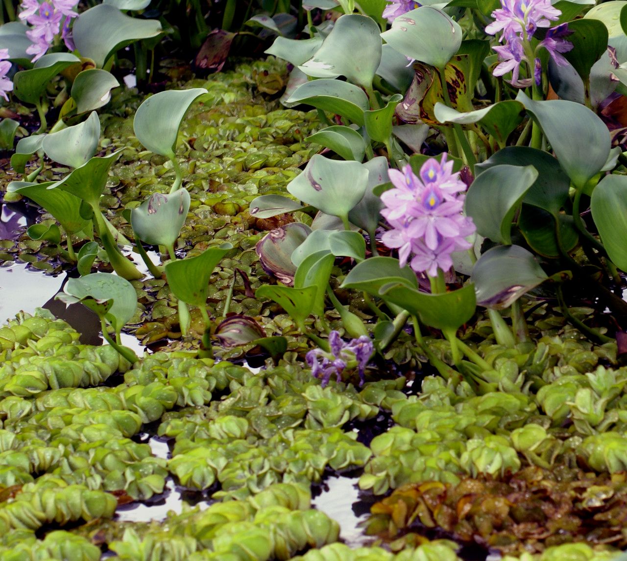 Salvinia molesta habit
