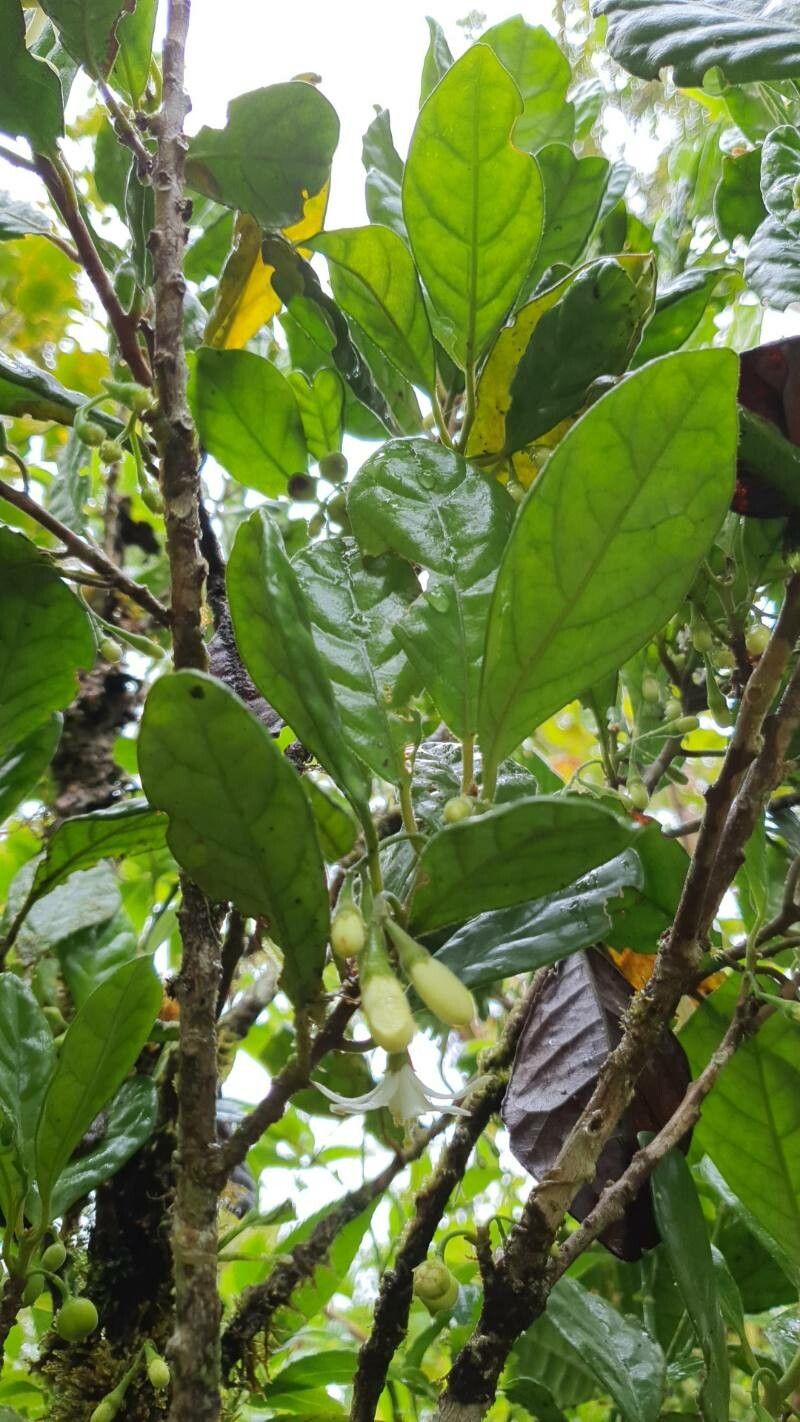 Turraea cadetii — related species from the same genus