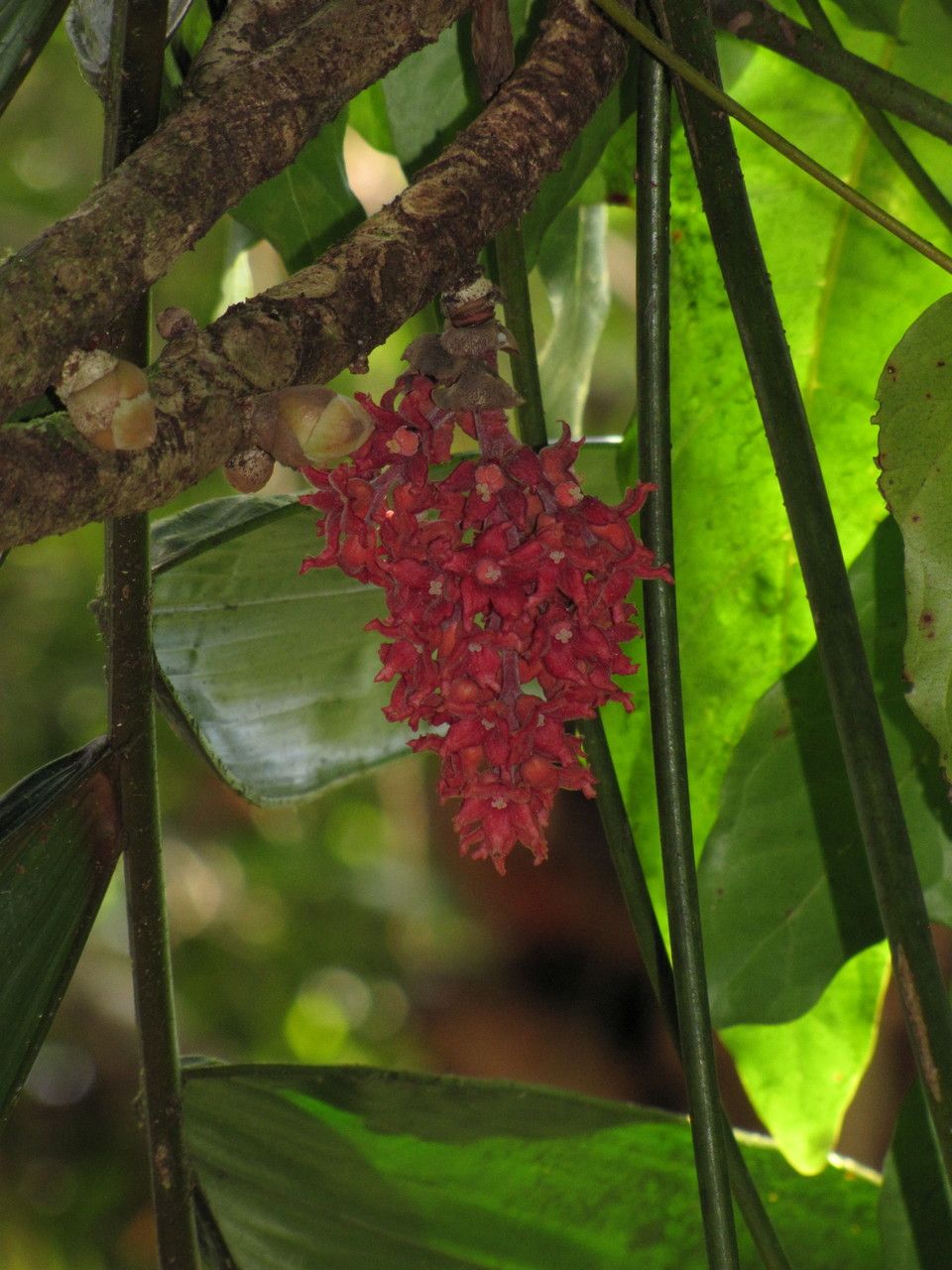 Acropogon pilosus fruit