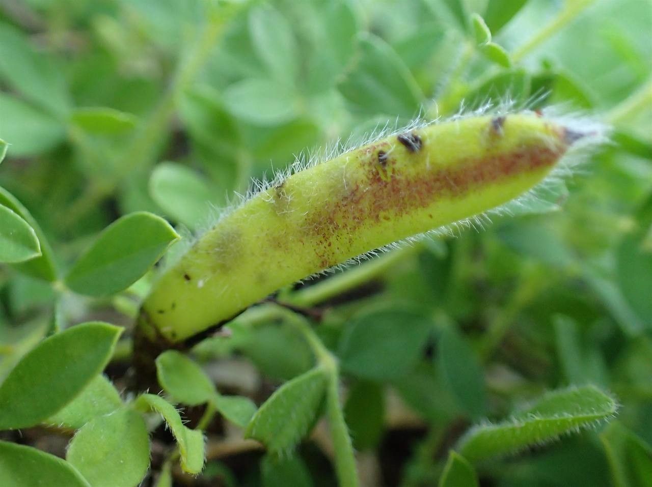 Cytisus lotoides fruit