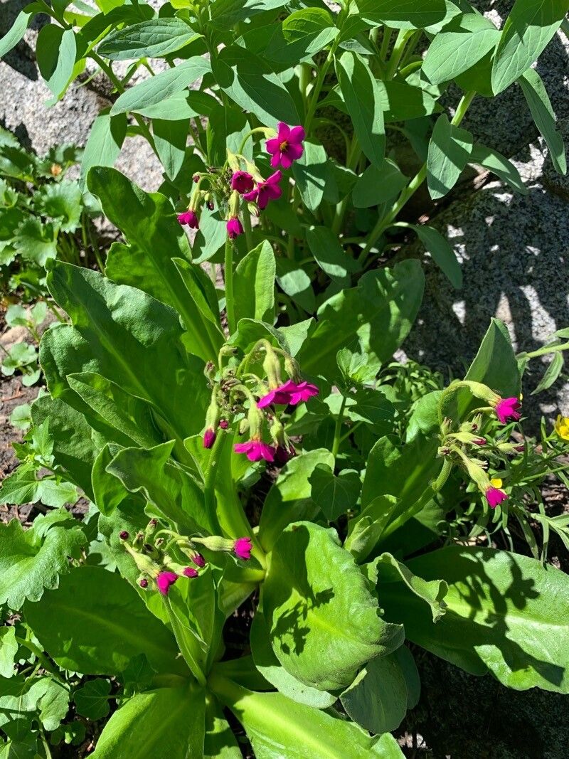 Primula parryi — search result for 'Primula'