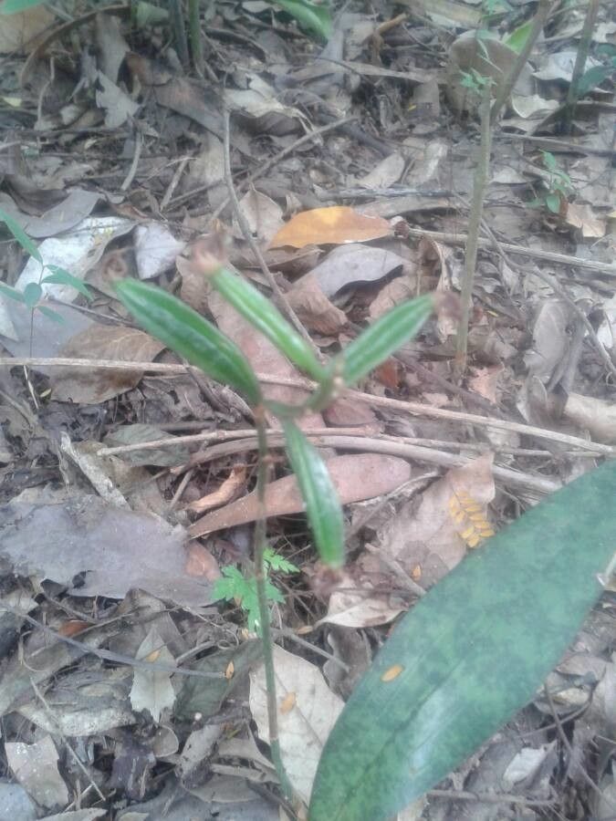 Oeceoclades maculata fruit