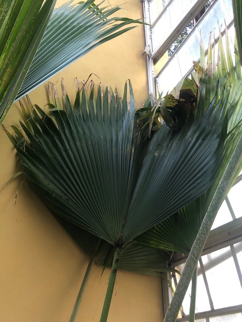 Pritchardia munroi — search result for 'Pritchardia'