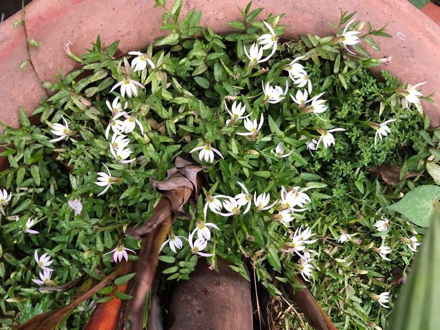 Lobelia chinensis — search result for 'Lobelia'