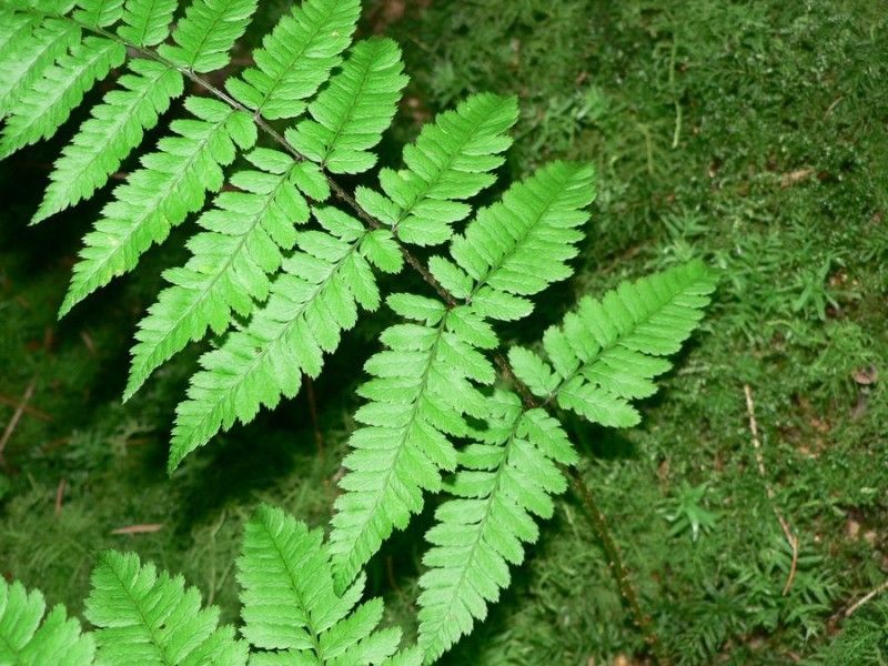 Dryopteris remota leaf