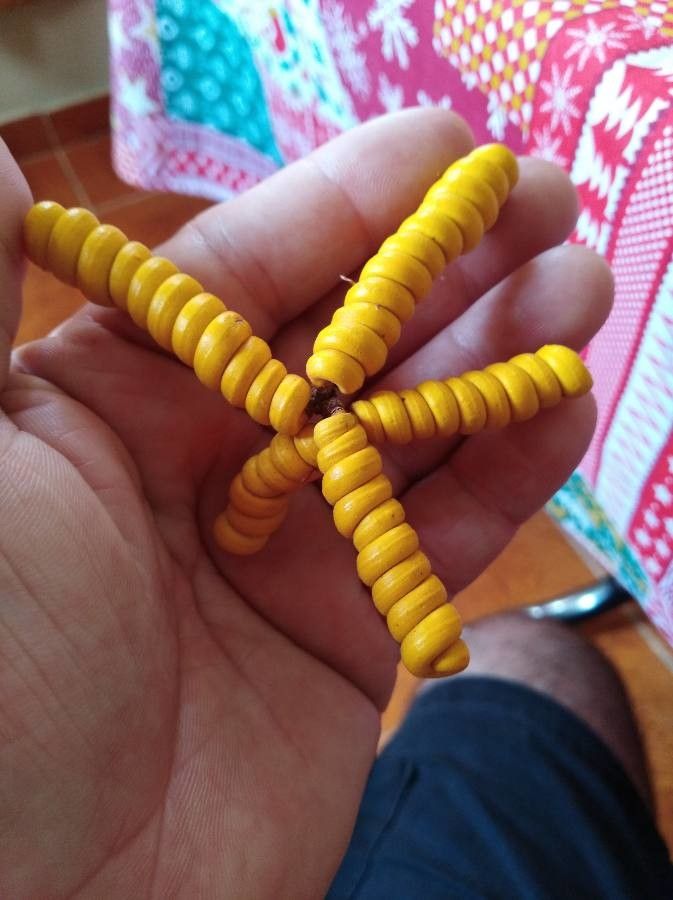 Prosopis pubescens fruit