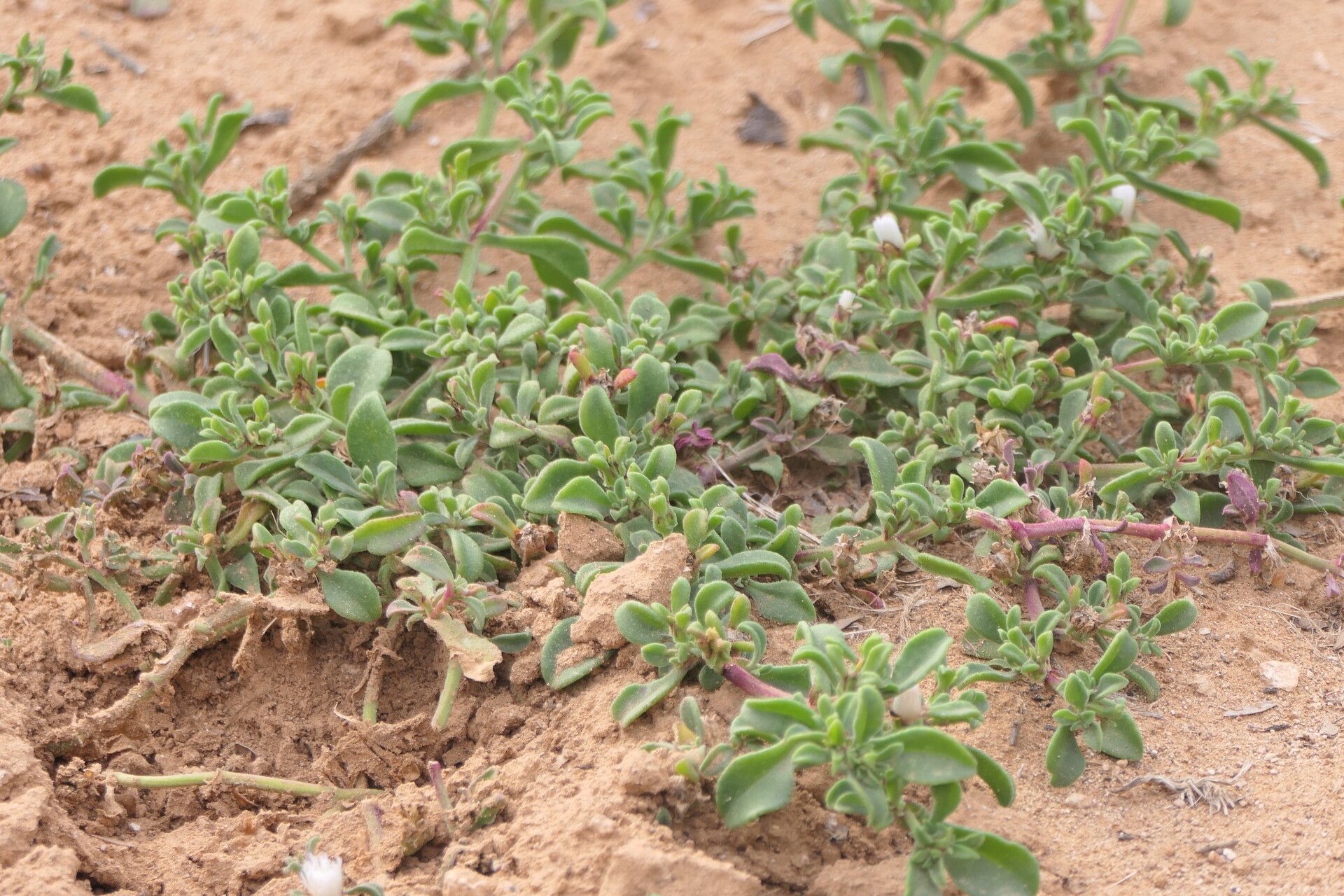 Mesembryanthemum aitonis leaf