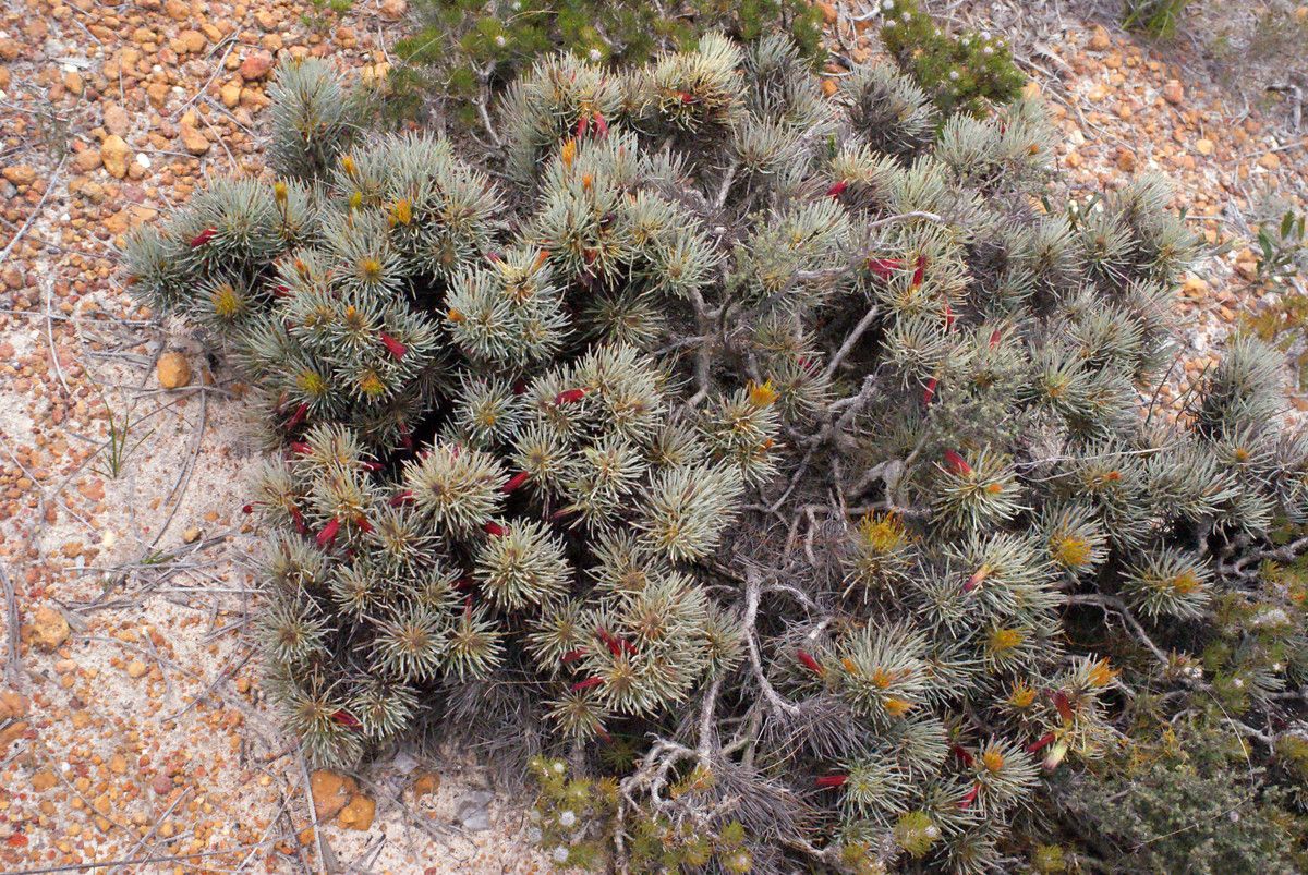 Calothamnus torulosus habit