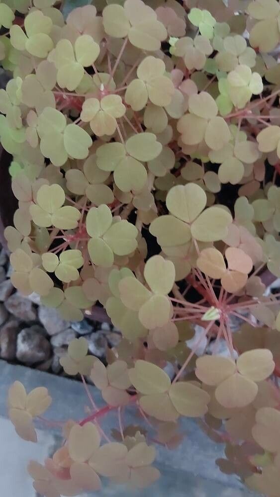 Oxalis vulcanicola — search result for 'Oxalis'