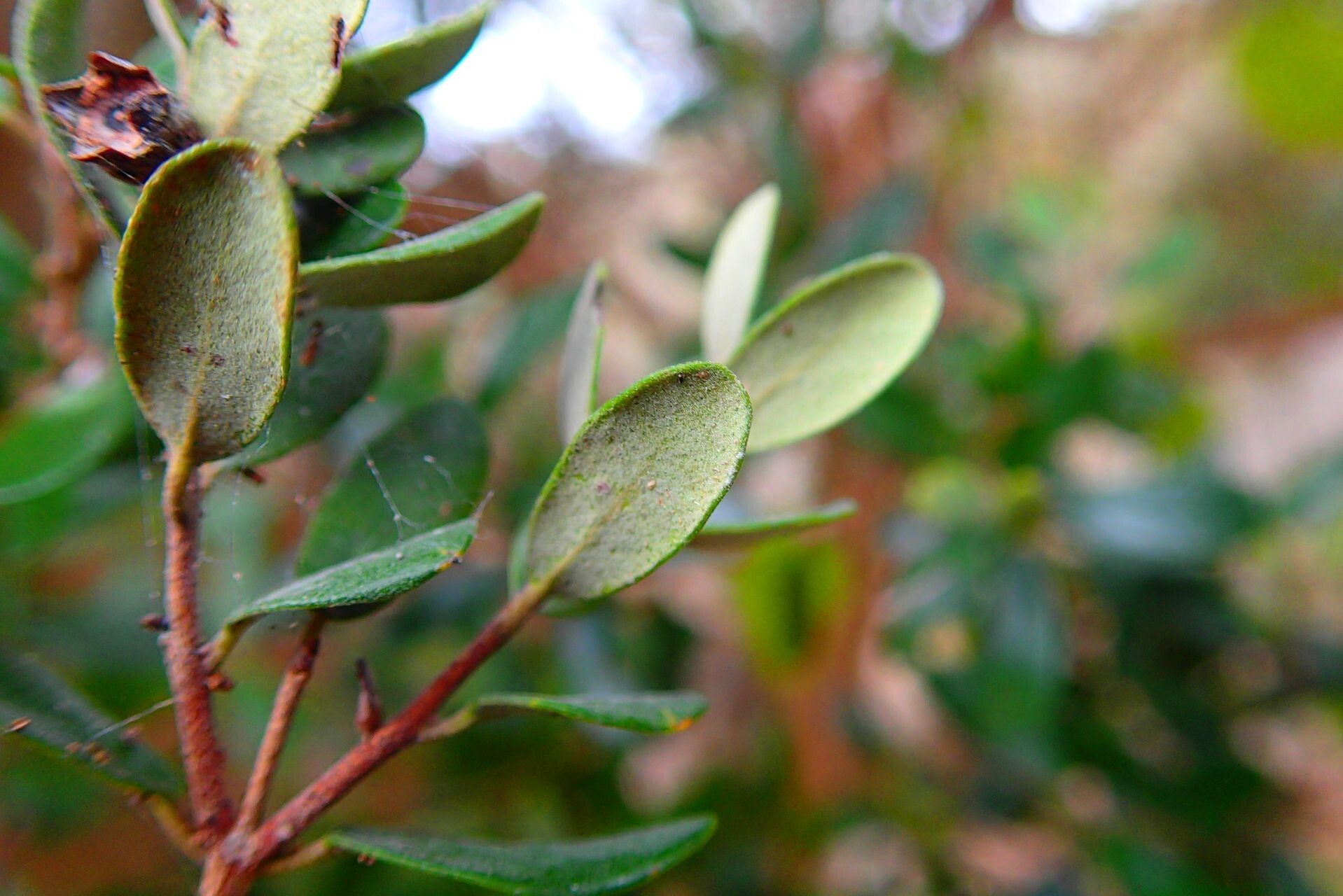 Eugenia balansae leaf