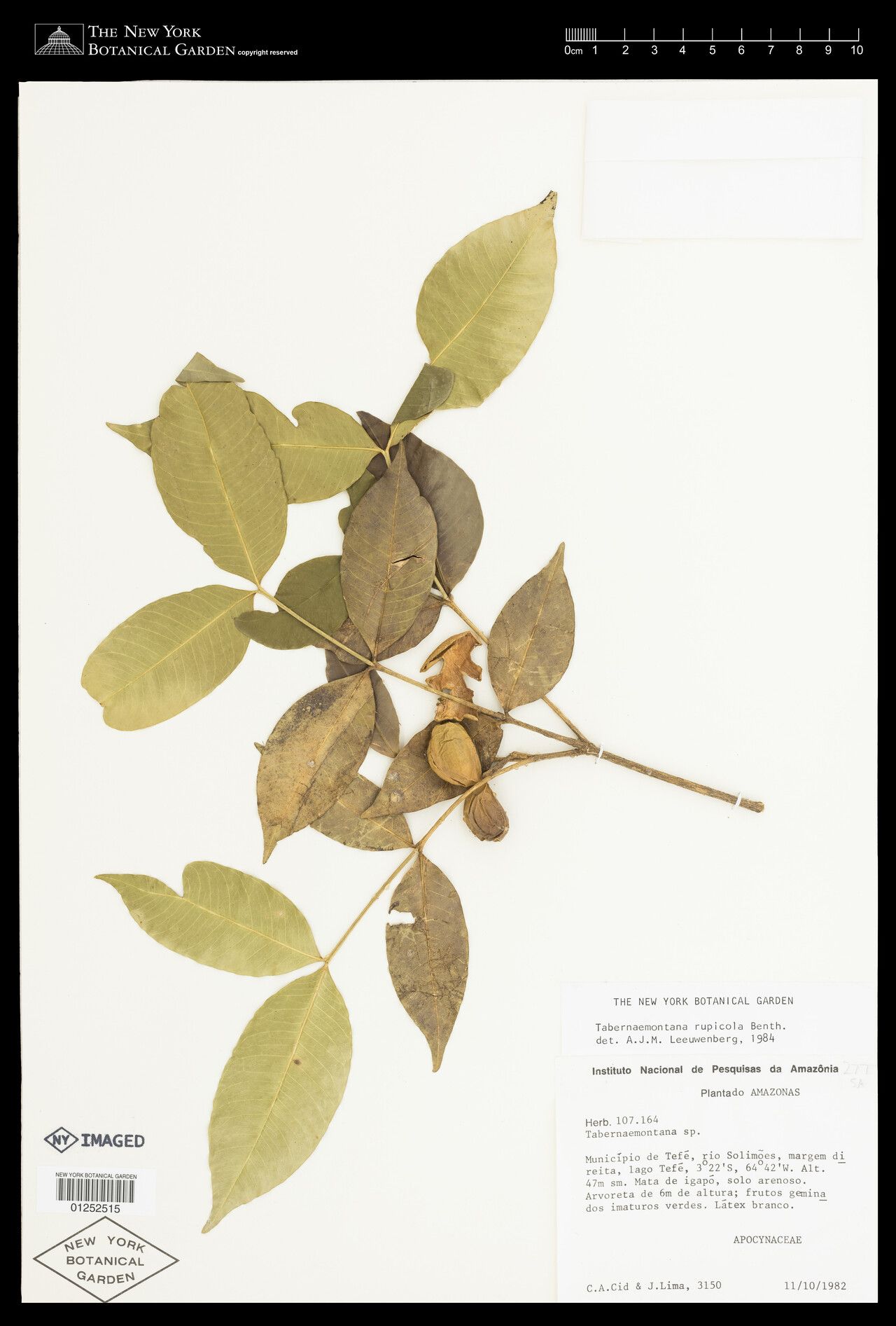 Tabernaemontana rupicola fruit