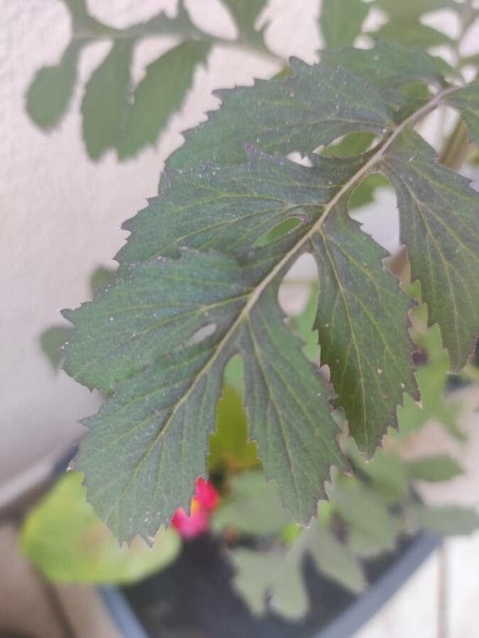 Erechtites valerianifolius leaf