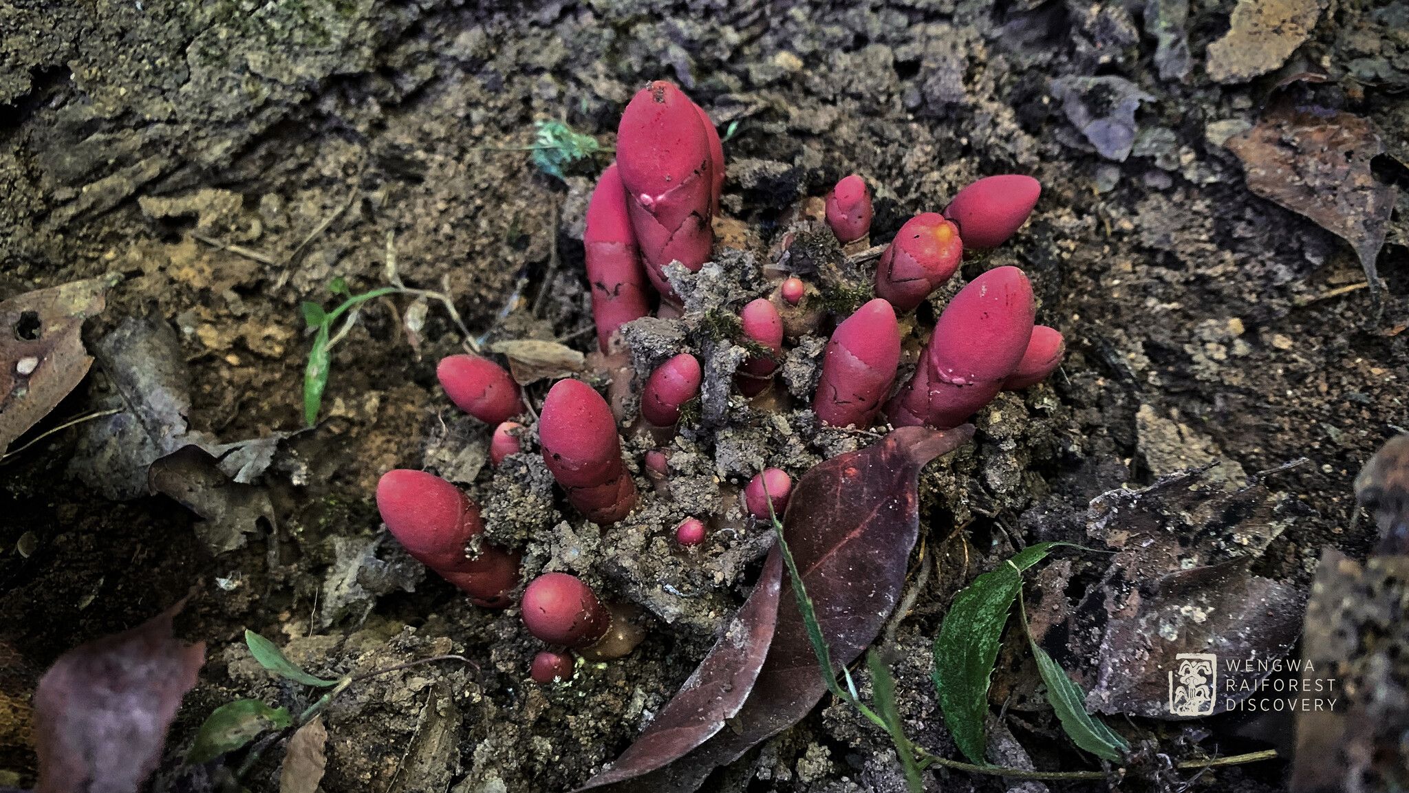 Balanophora abbreviata — related species from the same genus