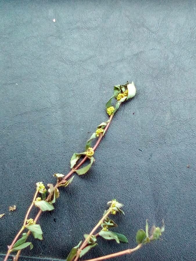 Euphorbia nutans leaf