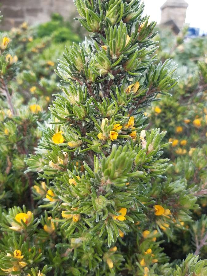 Pultenaea daphnoides flower