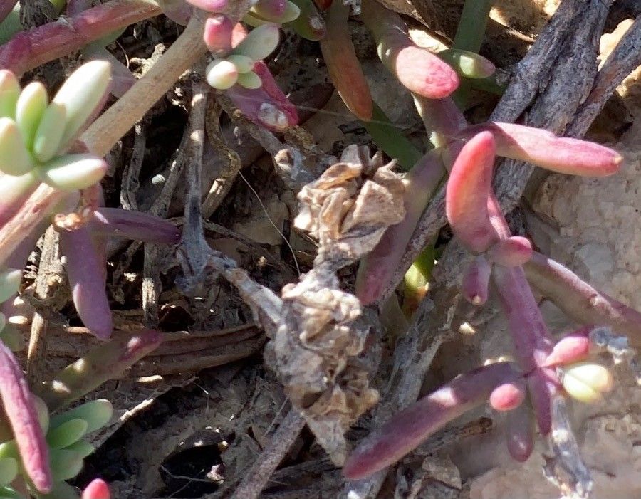 Mesembryanthemum nodiflorum fruit