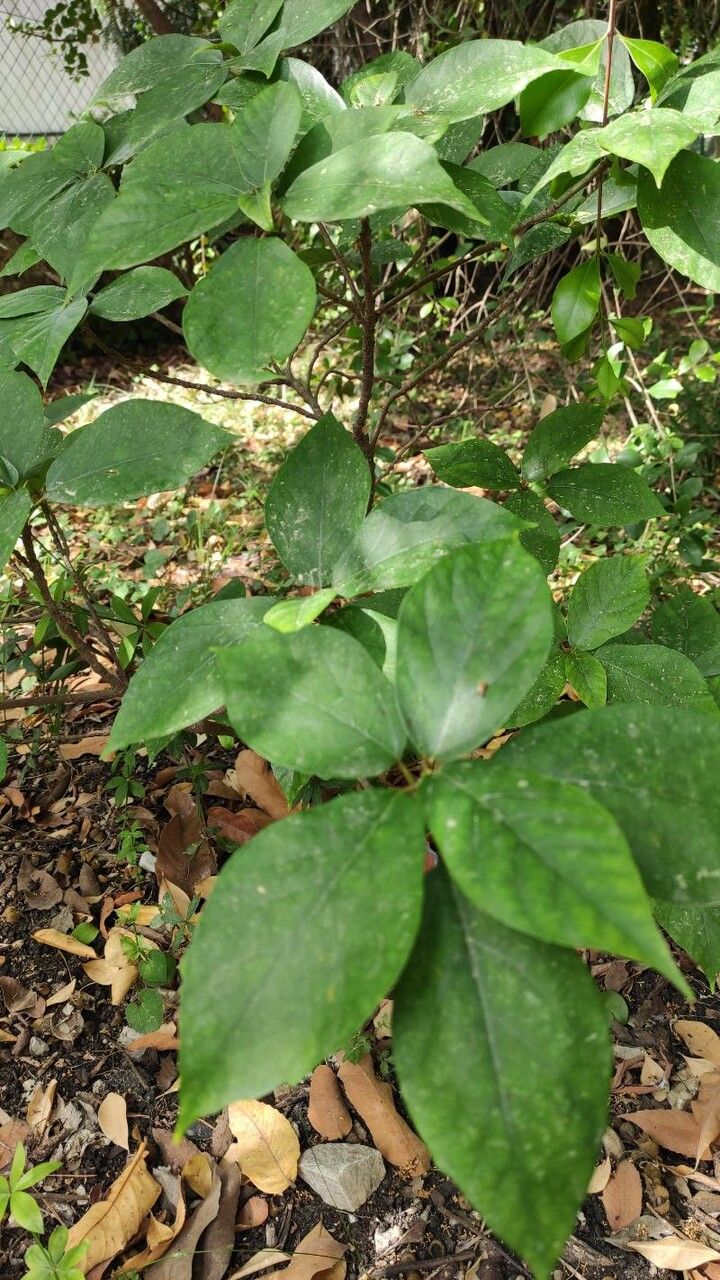 Ficus erecta habit
