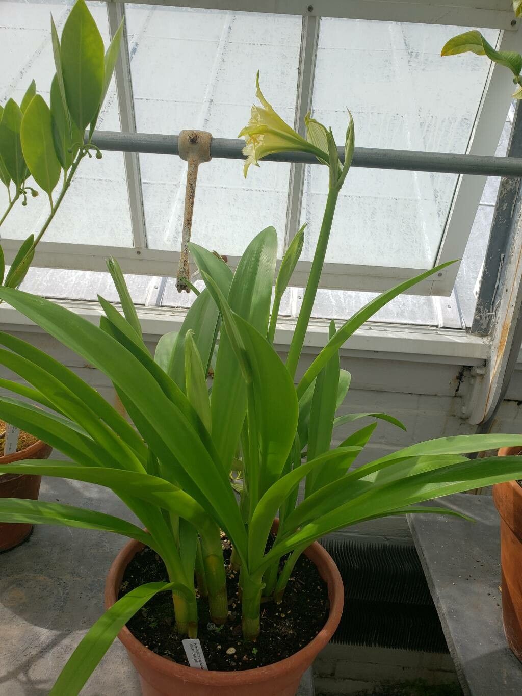 Ismene amancaes habit