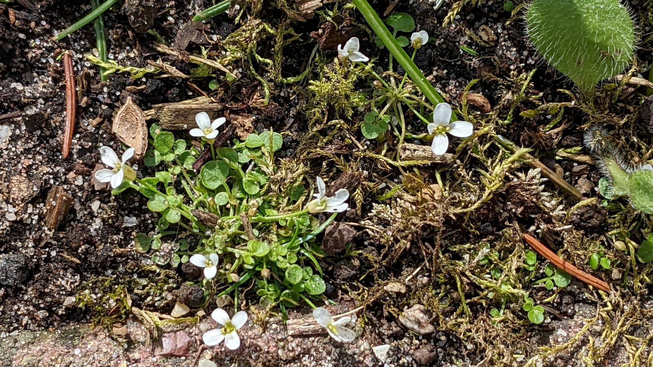 Cardamine bellidifolia habit