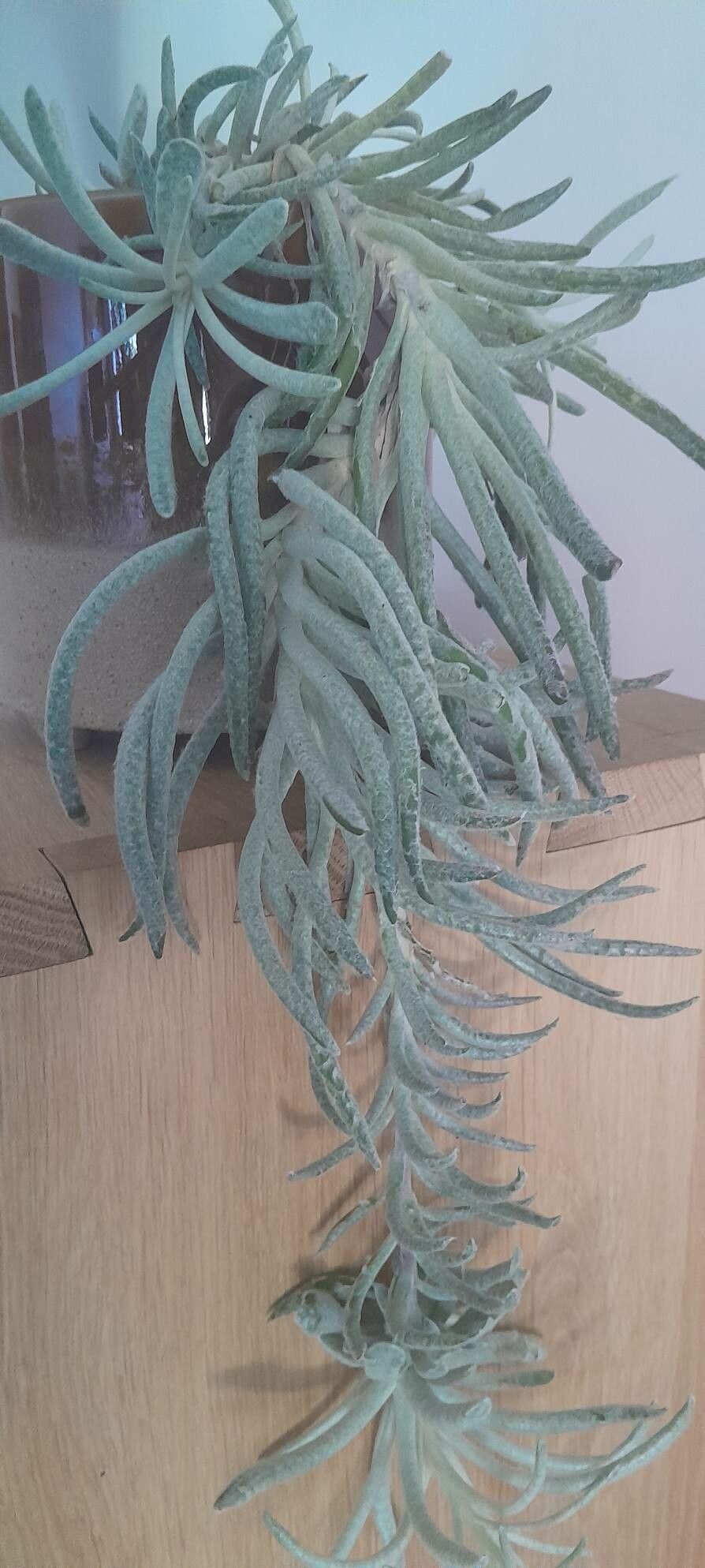 Caputia scaposa habit