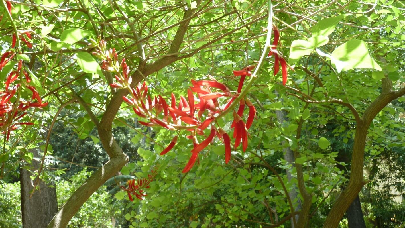 Erythrina herbacea flower