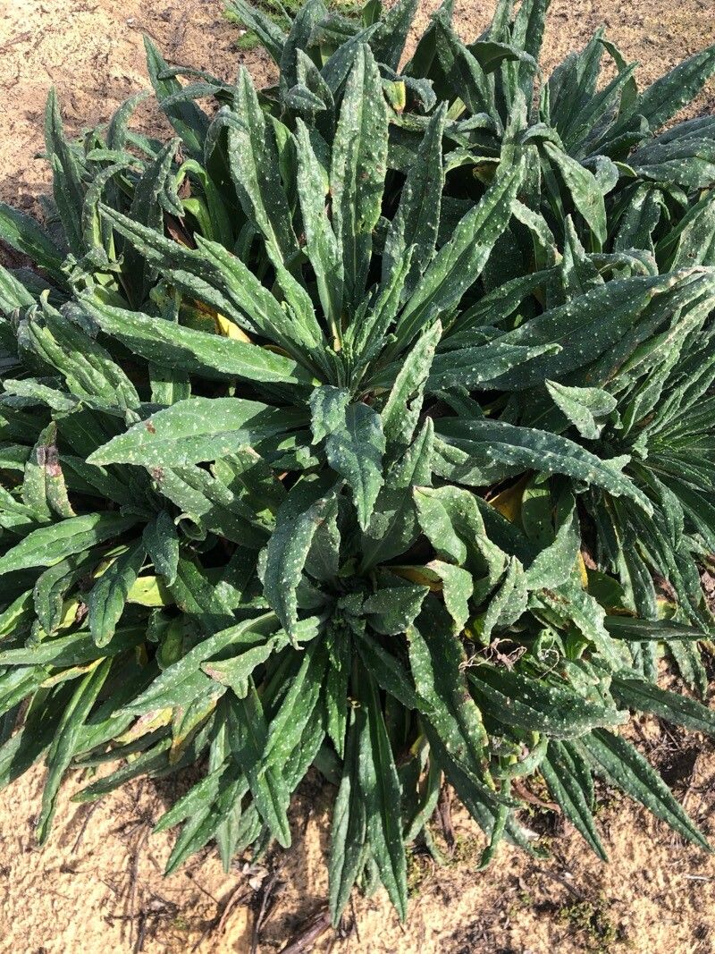 Echium gaditanum — search result for 'Echium'