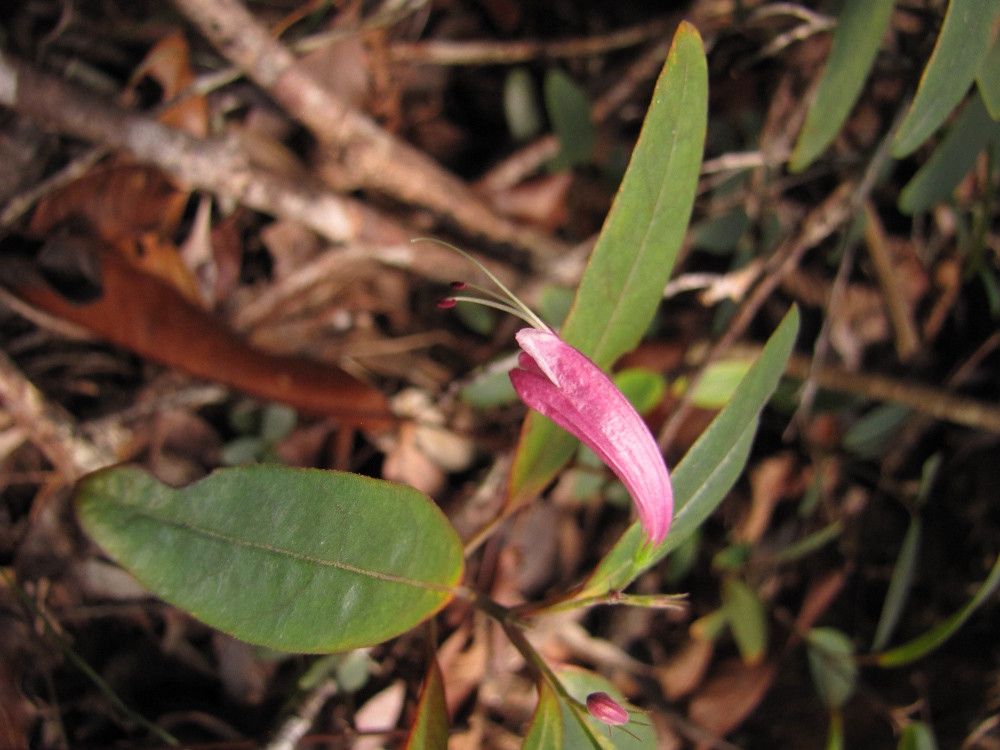 Graptophyllum macrostemon — related species from the same genus