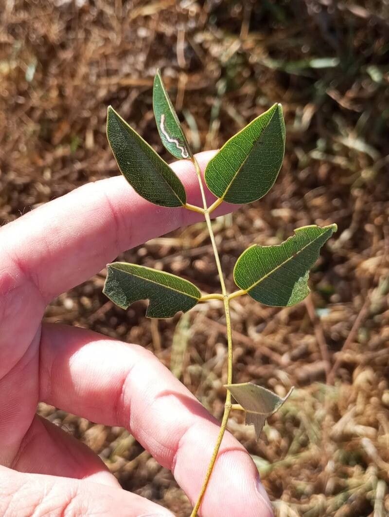Dalbergia cearensis leaf
