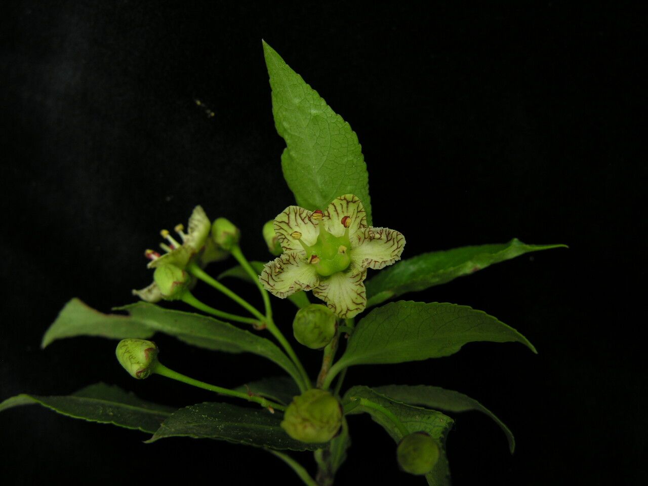 Euonymus tingens flower