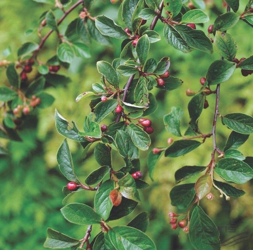 Cotoneaster alaunicus