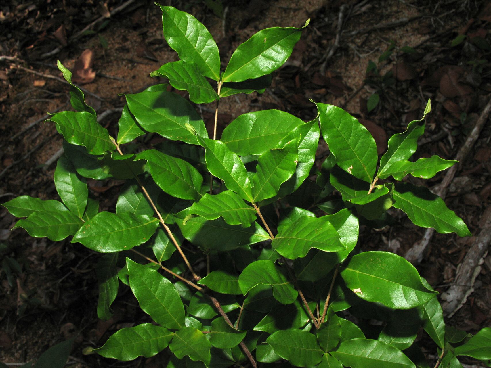 Myrcia tomentosa other