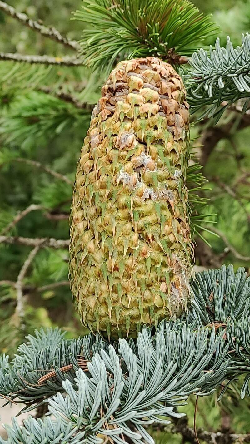 Abies procera fruit