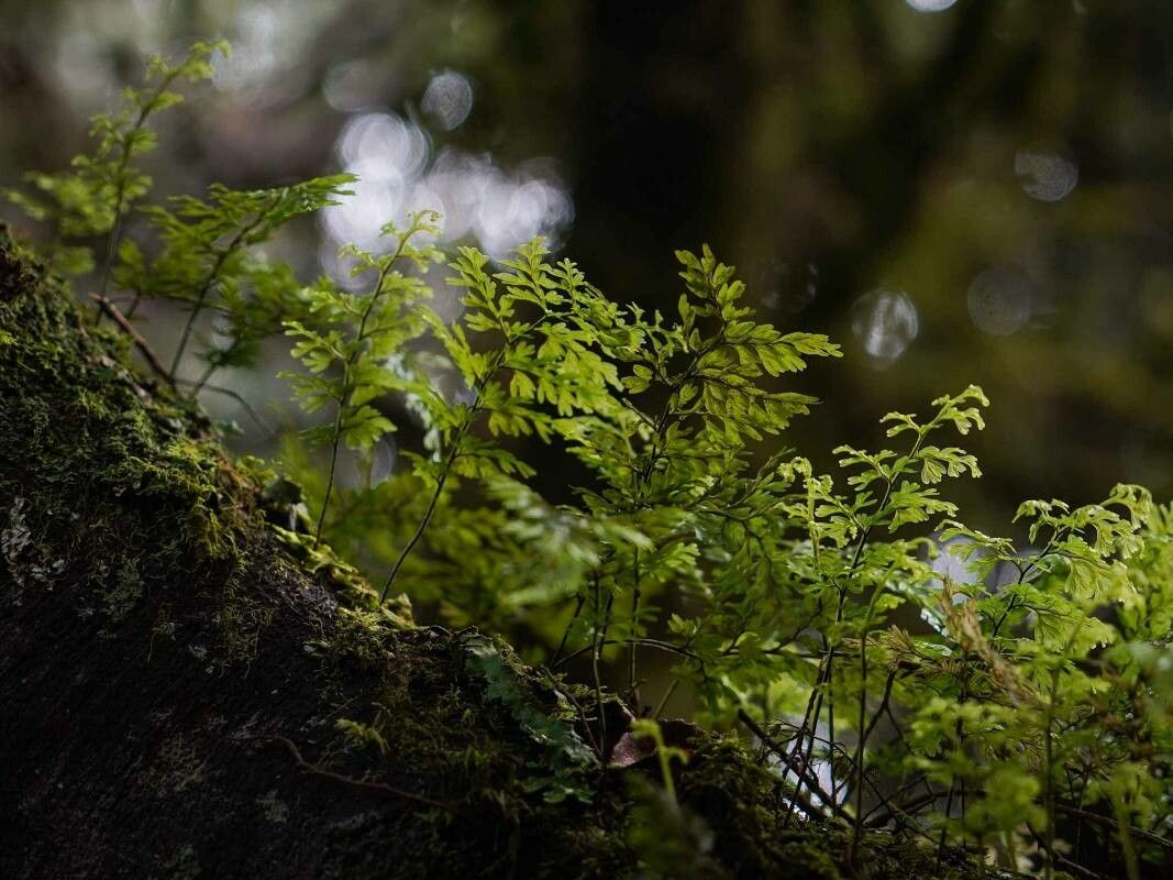 Hymenophyllum demissum — houseplant care guide