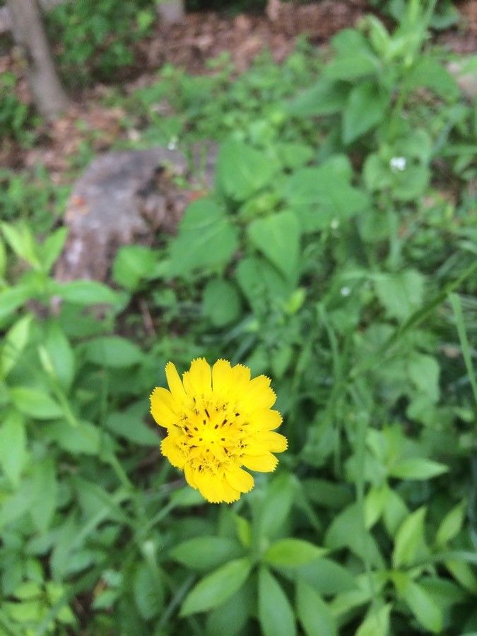Crepis pulchra flower
