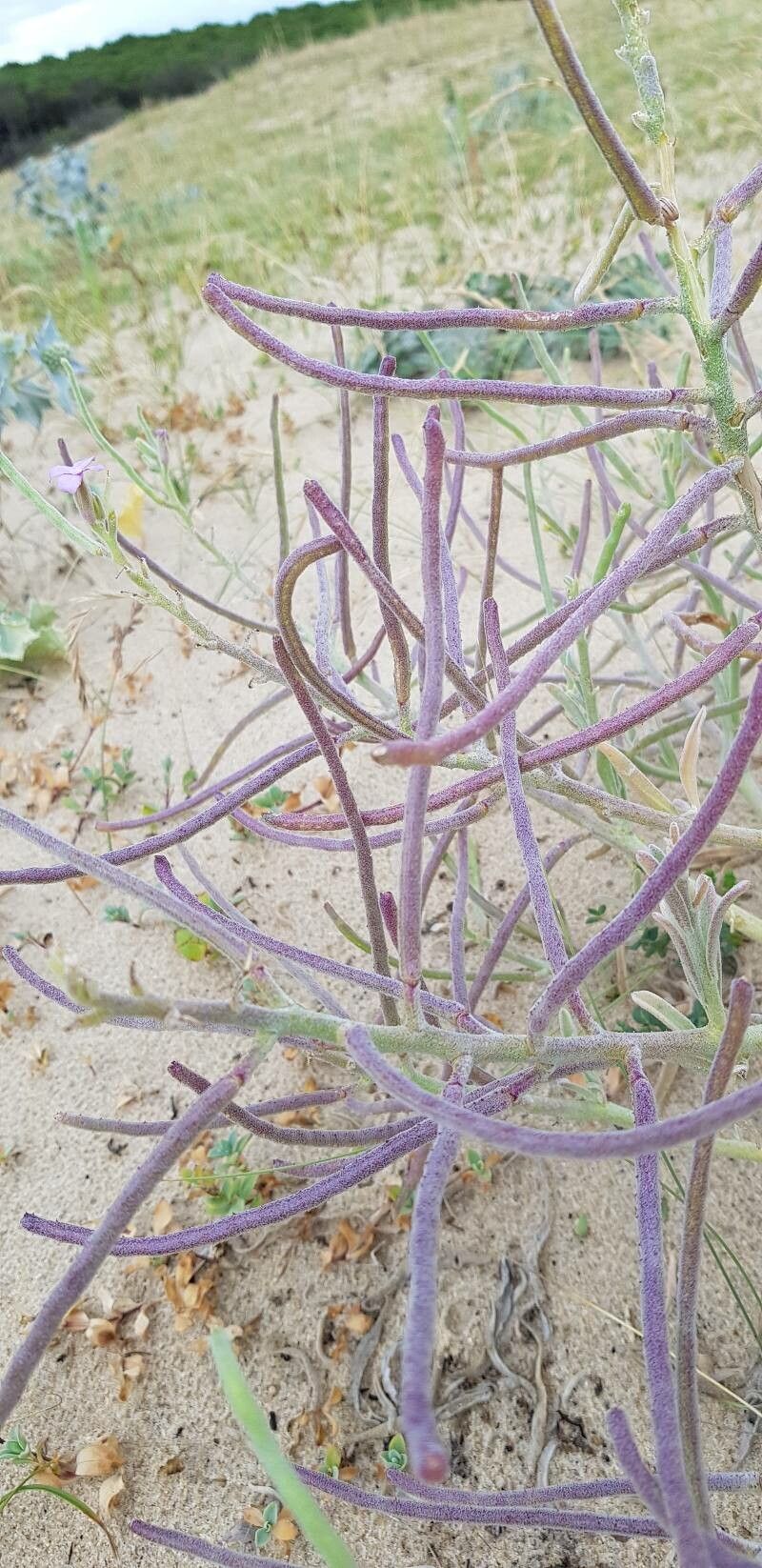 Matthiola sinuata fruit